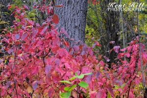 Fall Foliage near North Fork Flathead River Montana