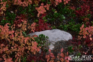Shrubbery around a Rock North Fork Flathead River Montana