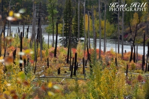 Shrubbery North Fork Flathead River Montana