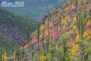 Shrubbery 2 North Fork Flathead River Montana