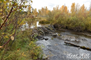Beaver Dam on Moose Creek North Fork Flathead River Montana