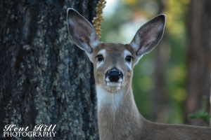 Whitetail Doe on Big Mountain Montana