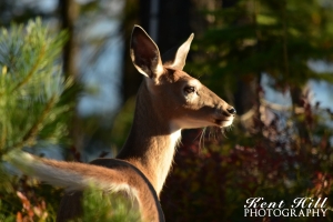 Whitetail Doe 2 on Big Mountain Montana