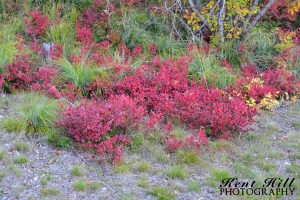 Fall Foliage on Big Mountain Montana