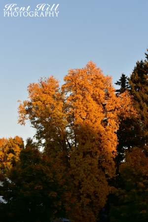 Fall Foliage In Whitefish Montana
