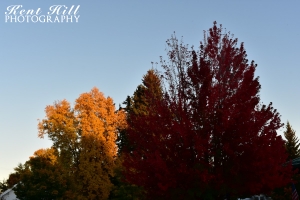 Fall Foliage 3 In Whitefish Montana