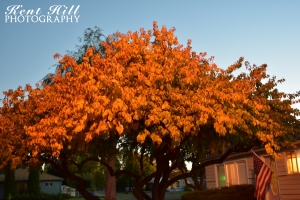 Fall Foliage in Evergreen Montana