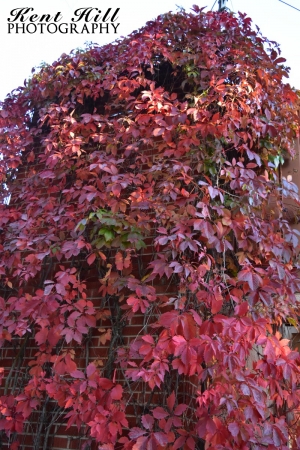 Fall Foliage, Ivy on Chimney in Evergreen Montana