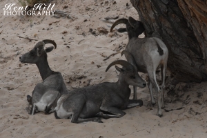 Desert Bighorn Sheep in Zion National Park Utah
