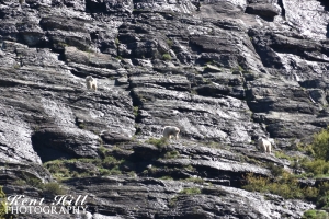 Mountain Goats at Avalanche Lake in Glacier National Park Montana