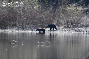 Bears 2 at Avalanche Lake in Glacier National Park Montana