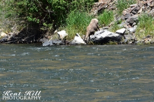 Bighorn Sheep Drinking from the Salmon River at Red Rock Idaho