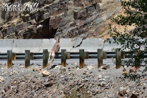 Bighorn Sheep Jumping Guardrail at the Salmon River at Red Rock Idaho