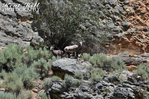 Bighorn Sheep in the Rocks Above the Salmon River at Red Rock Idaho