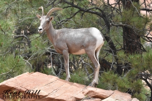 Desert Bighorn Sheep in Zion National Park Utah