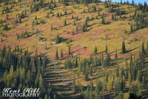Fall Foliage on Top of Big Mountain Montana