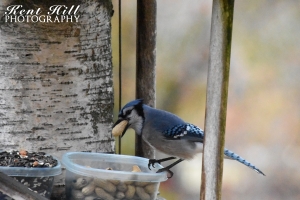 Blue Jay on Feeder in Evergreen Montana