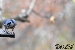 Blue Jay 2 on Feeder in Evergreen Montana