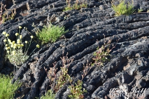 Rope Lava at Craters of the Moon National Monument Idaho