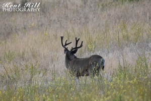 Blacktail Deer at National Bison Range Montana