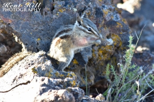Chipmunk at Craters of the Moon National Monument Idaho