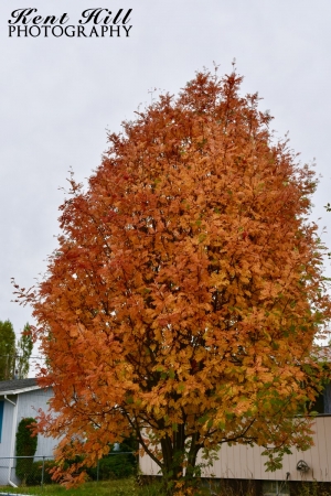 Fall Foliage 2 in Evergreen Montana