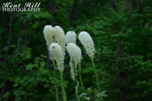 Beargrass in Glacier National Park Montana