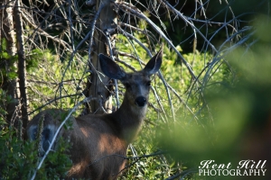 Whitetail Doe near Marias Pass Montana