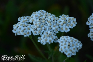 Yarrow at Three Bear Lake Montana