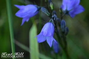 Blue Bells at Three Bear Lake Montana