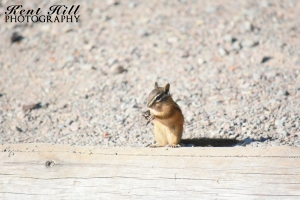 Chipmunk at Kintla Lake in Glacier National Park Montana