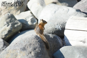Chipmunk 2 at Kintla Lake in Glacier National Park Montana