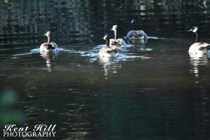 Canadian Geese in Ford Creek North Fork Flathead River Montana