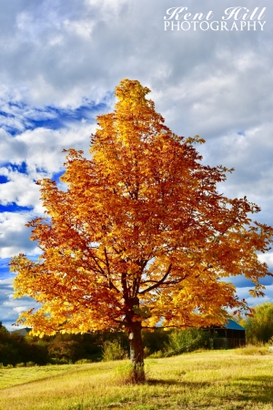 Enhanced Fall Foliage in Evergreen Montana