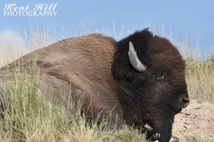 Bison 2 National Bison Range Montana