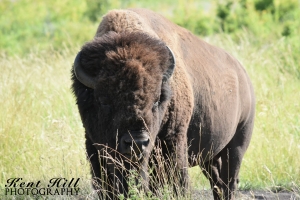 Bison 3 National Bison Range Montana