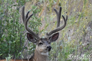 Blacktail Deer in Velvet 3 National Bison Range Montana