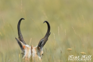 Antelope 2 at the National Bison Range Montana