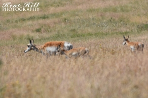 Antelope with 2 Calves at the National Bison Range Montana