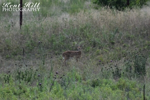 Whitetail Fawn at the National Bison Range Montana