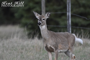 Whitetail Doe at Home Ranch North Fork Flathead River Montana