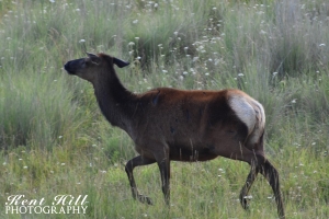 Cow Elk at the National Bison Range Montana