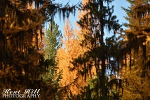 Larch in the Sun North Fork Flathead River Montana