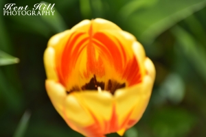 Tulip in Evergreen Montana