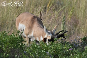 Antelope 4 at the National Bison Range Montana