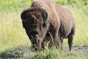 Bison 4 National Bison Range Montana