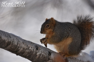 Squirrel in Evergreen Montana