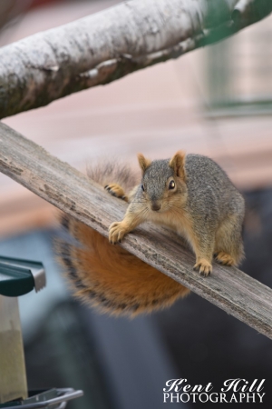 Squirrel 2 in Evergreen Montana