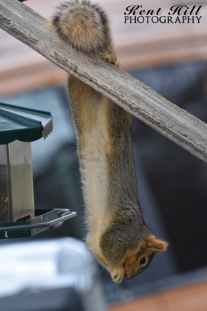 Squirrel 3 in Evergreen Montana