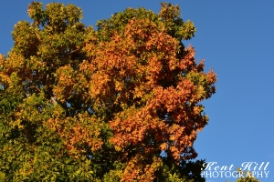 Fall Foliage 3 in Evergreen Montana